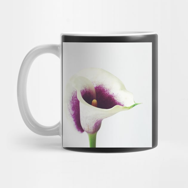 Calla Lily by Cassia